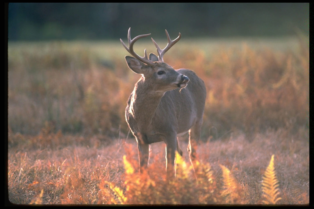 LWFC Approves Declaration Of Emergency To Cease Supplemental Deer