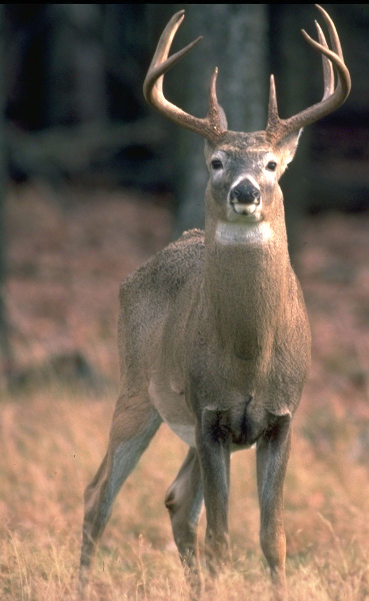 whitetail-deer-091212