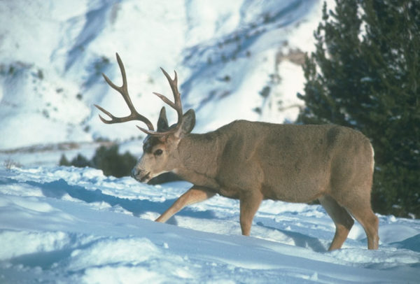 Wyoming Range Mule Deer Showing Signs Of Recovery - Safari Club