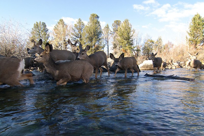 How to Conserve Wildlife Migrations in the American West