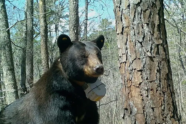 Missouri Department of Conservation Proposes New Black Bear Hunting ...