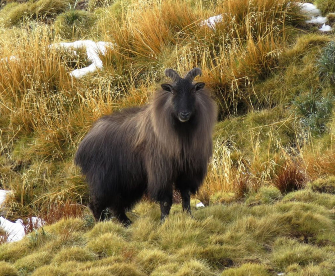 Tahr Classified as “Valued Introduced Species” but Culling Still