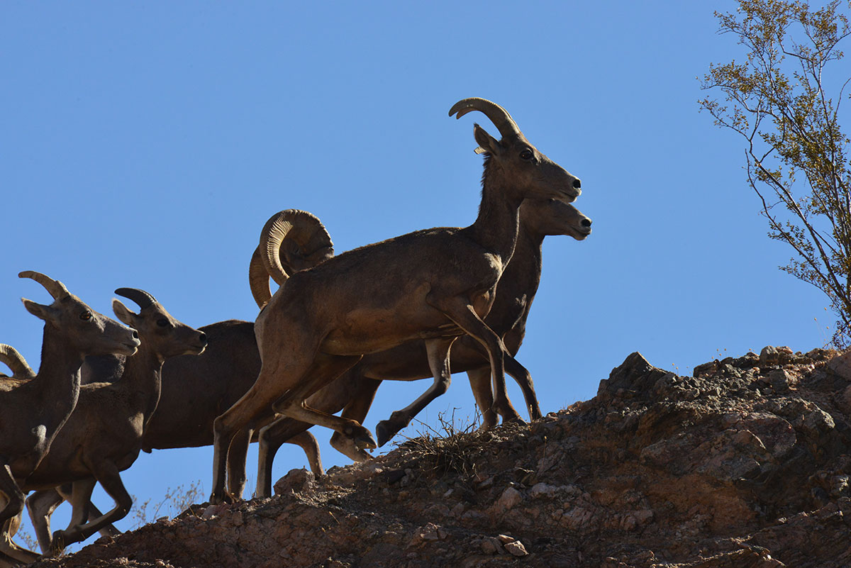 FIRST RAM - Safari Club