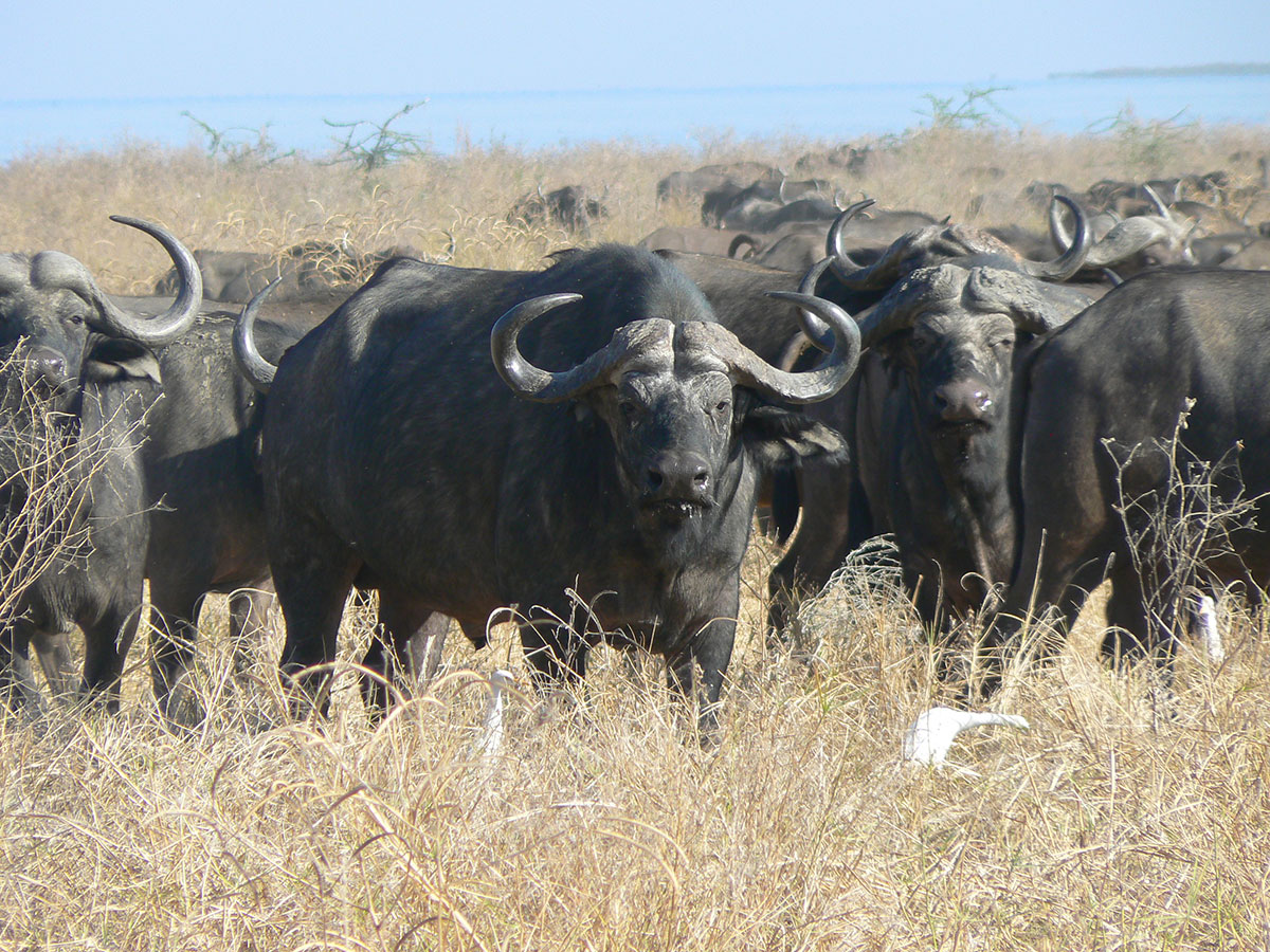 Conservation and Buffalo Hunting in Zimbabwe | Safari Club