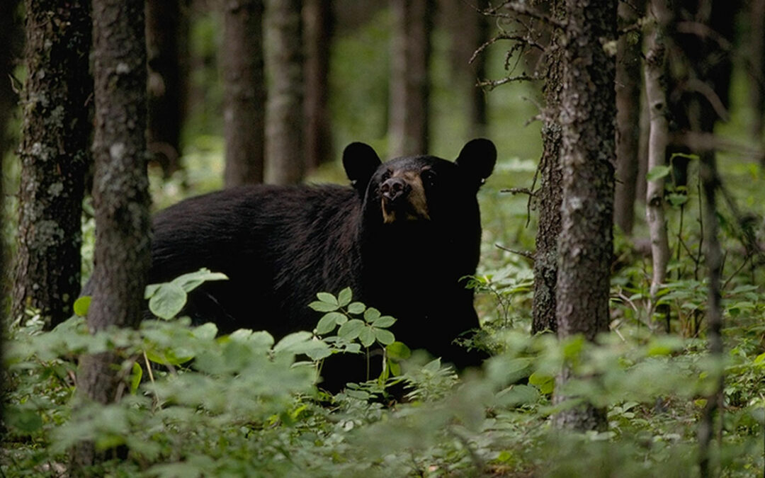 Missouri Announces Historic Black Bear Hunting Season Safari Club