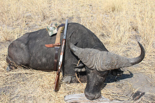 DOUBLE RIFLES OLD AND NEW - Safari Club