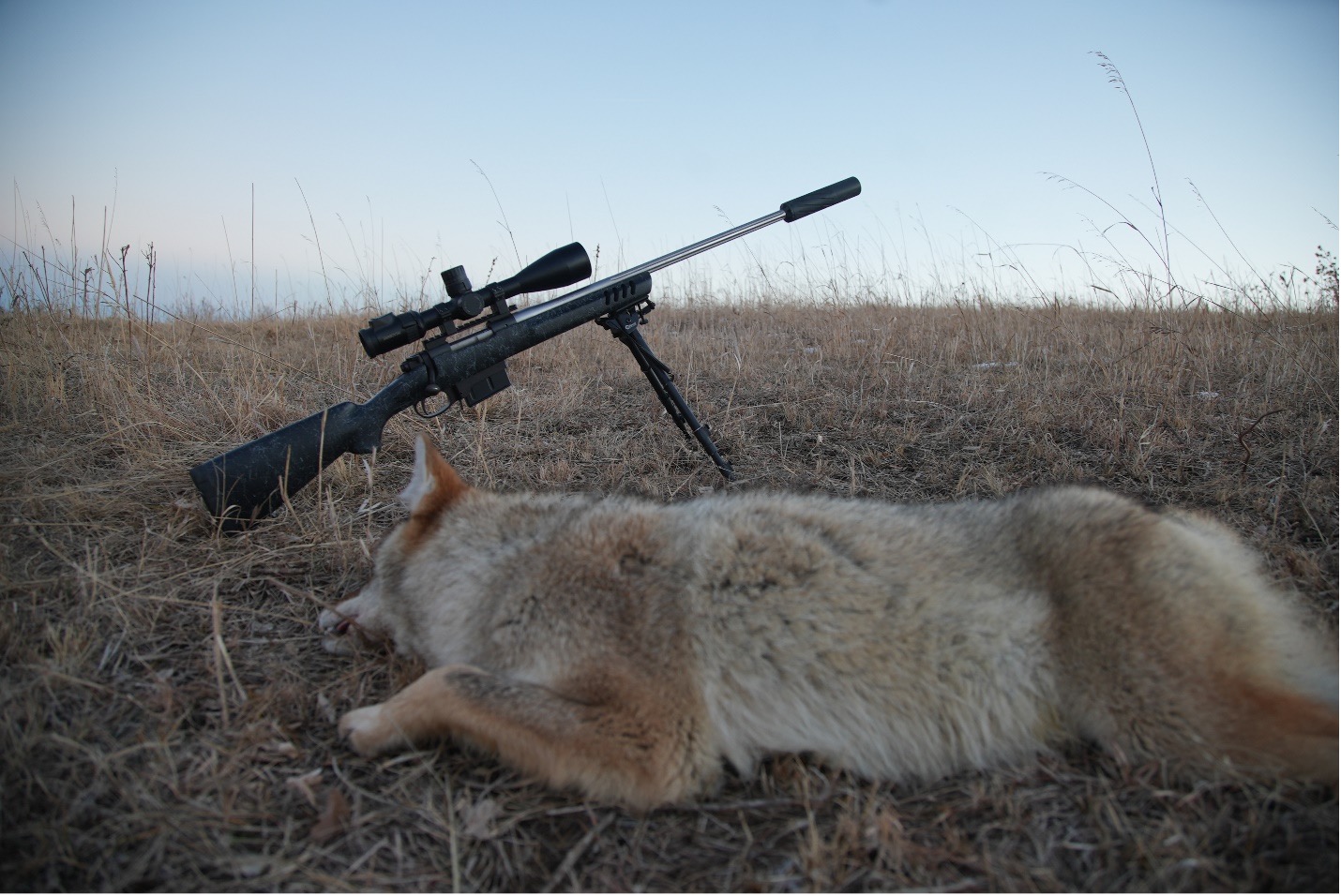 GUIDE TO SUCCESSFUL COYOTE HUNTING Safari Club