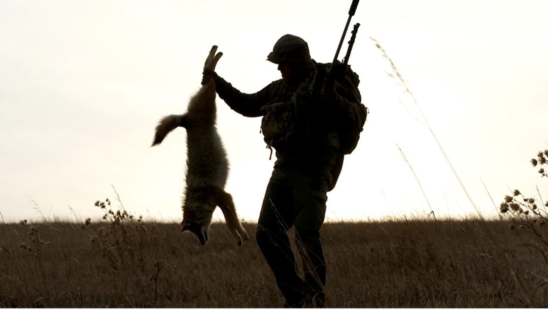 GUIDE TO SUCCESSFUL COYOTE HUNTING - Safari Club