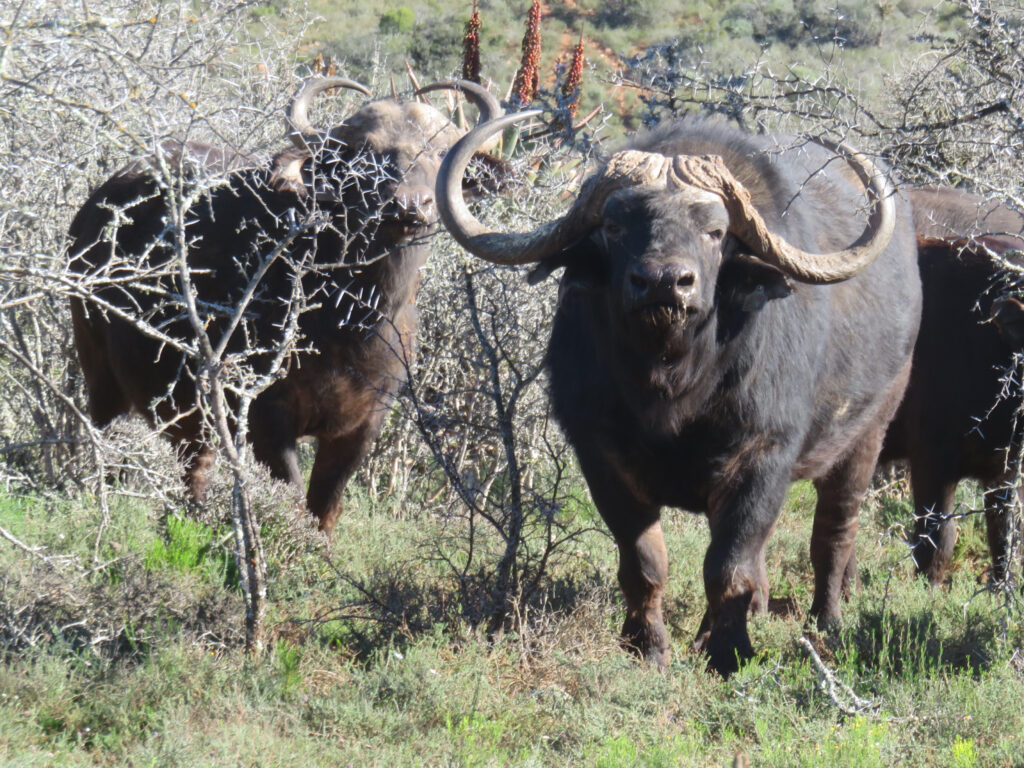 safari bufalo sudafrica