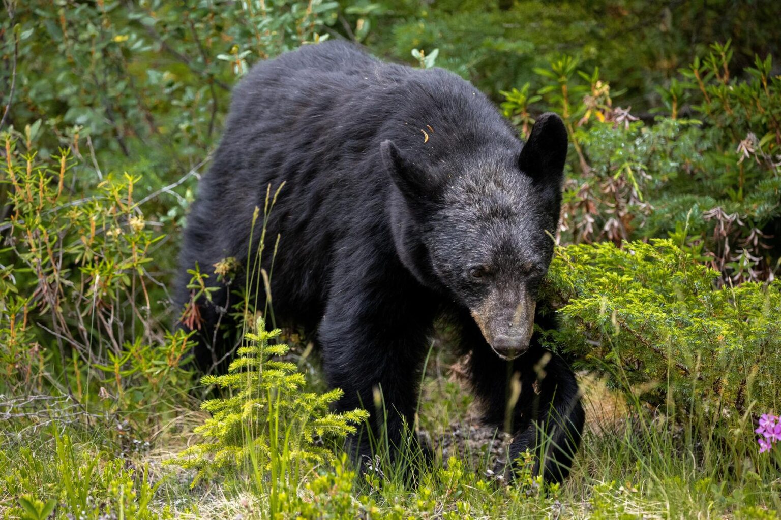 Louisiana Black Bear Update Safari Club