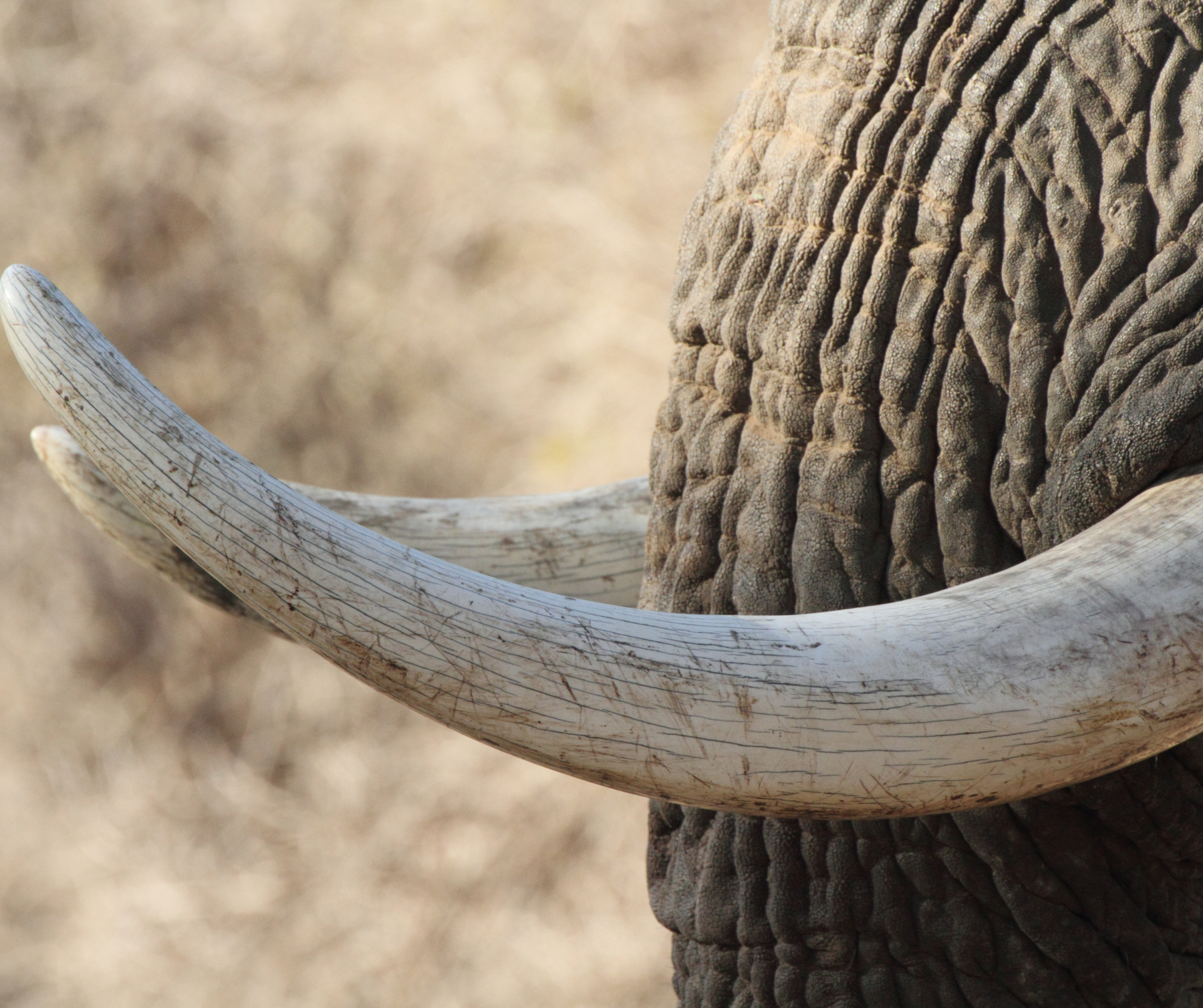 Бивни слона. Слон с рогами. Слоновий бивень. Слоновая кость бивень. Elephant tusks