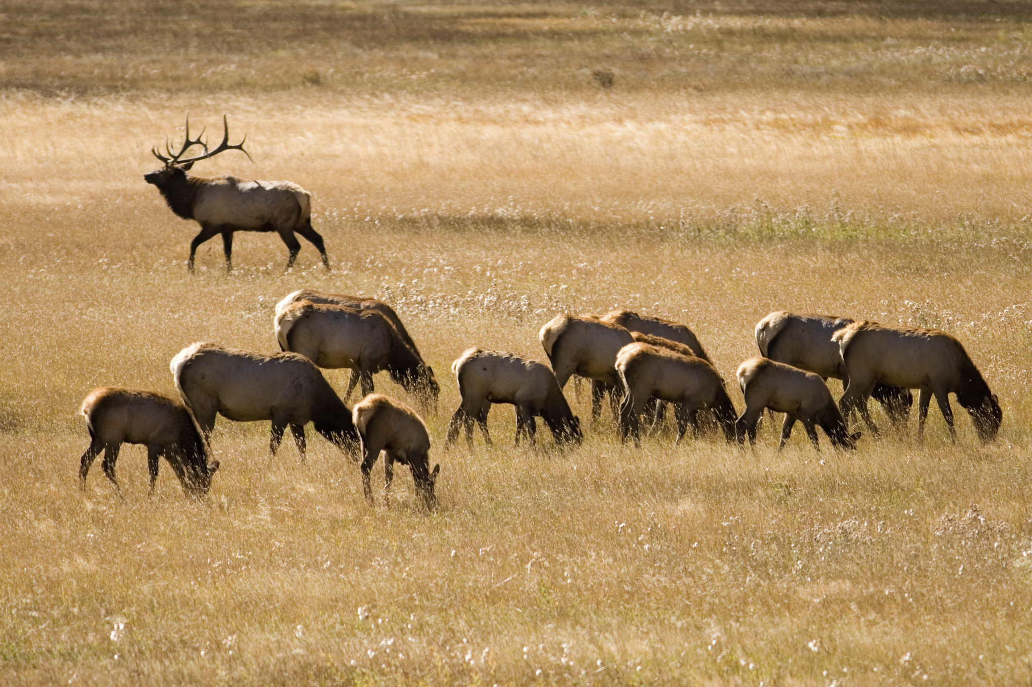 Wildlife Conservation